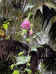 Passiflora tarminiana, recorded flowering