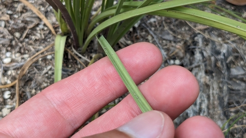 Image of Schoenocaulon texanum by (c) Joseph Aubert, some rights reserved (CC BY)