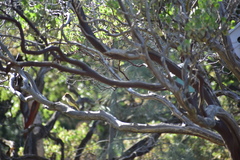 Myiarchus cinerascens