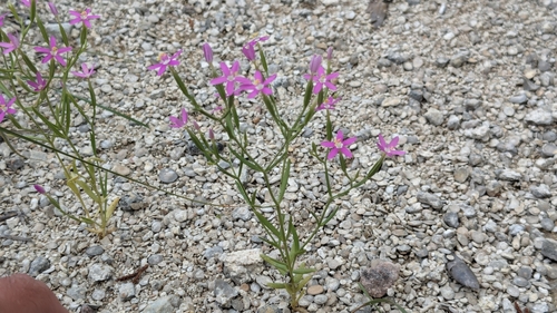 Image of Zeltnera texensis by (c) Joseph Aubert, some rights reserved (CC BY)