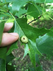 Dryocosmus quercuspalustris