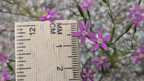 Image of Zeltnera texensis by (c) Joseph Aubert, some rights reserved (CC BY)