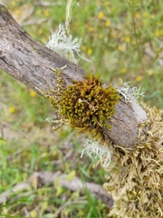 Orthotrichum consimile