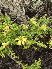 Lecocarpus pinnatifidus