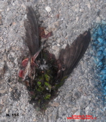 Cynanthus forficatus
