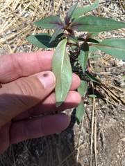 Monardella breweri lanceolata