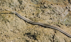 Amphiesma stolatum
