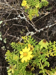 Lecocarpus pinnatifidus