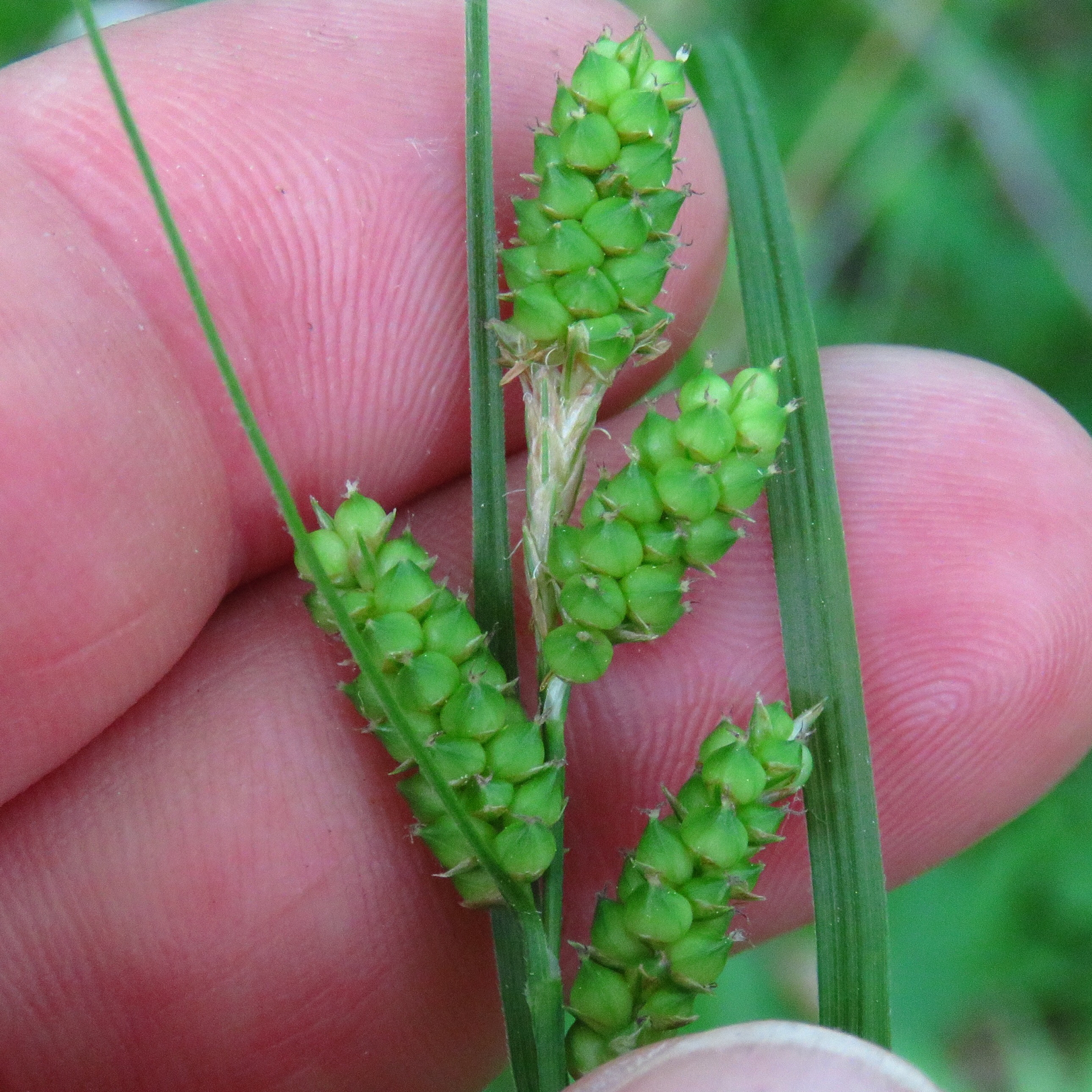 Carex caroliniana