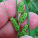 Carex caroliniana - Photo (c) Rob Curtis, μερικά δικαιώματα διατηρούνται (CC BY-NC-SA), uploaded by Rob Curtis