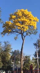 Handroanthus chrysanthus
