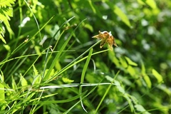 Fritillaria atropurpurea
