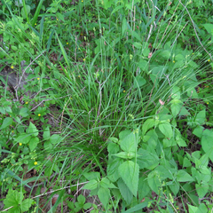 Carex caroliniana