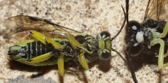 Rhogogaster picta