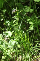 Fritillaria atropurpurea