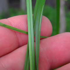 Carex caroliniana
