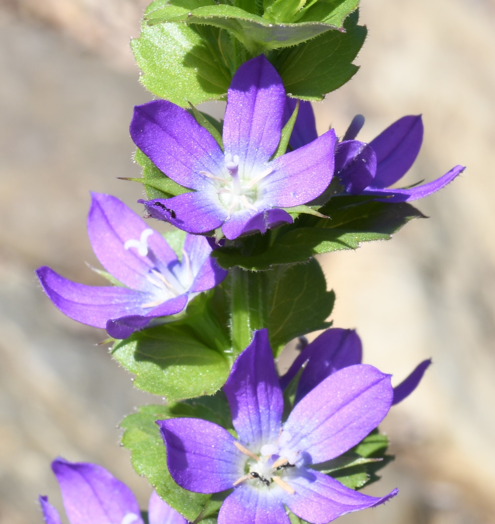 Triodanis lamprosperma
