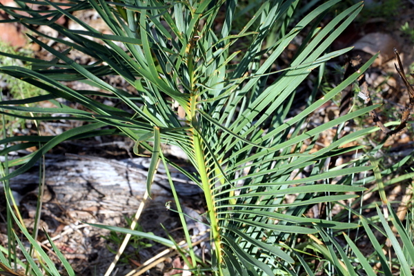 Macrozamia machinii