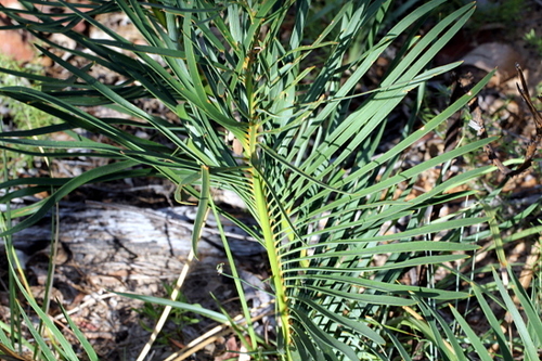 Machin's macrozamia (Macrozamia machinii)