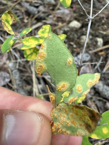 Puccinia crandallii observed 2024-06-02