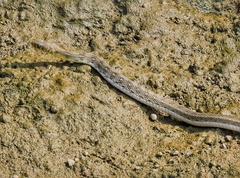 Amphiesma stolatum