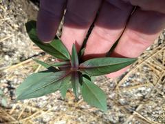 Monardella breweri lanceolata