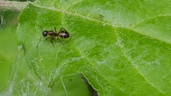 Camponotus subbarbatus