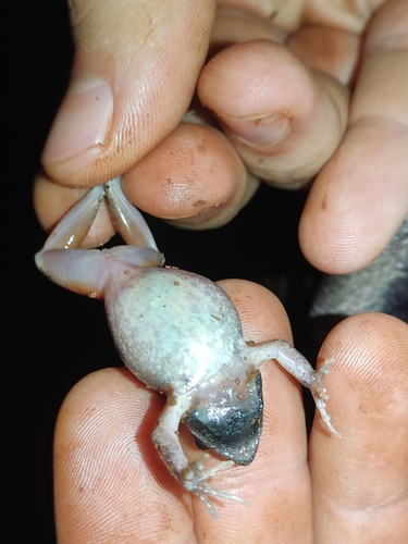 Barker Frog