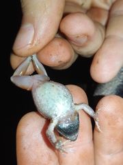 Barker Frog photo 2