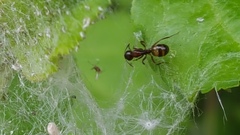Camponotus subbarbatus