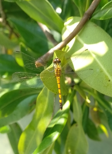 Seaside Dragonlet (Erythrodiplax berenice)