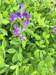 Baptisia australis