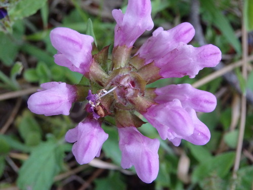 Prunella grandiflora iNat (1)