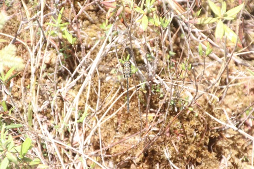 Delicate Emerald photo 5