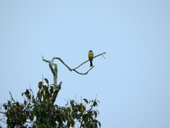 Tyrannus albogularis