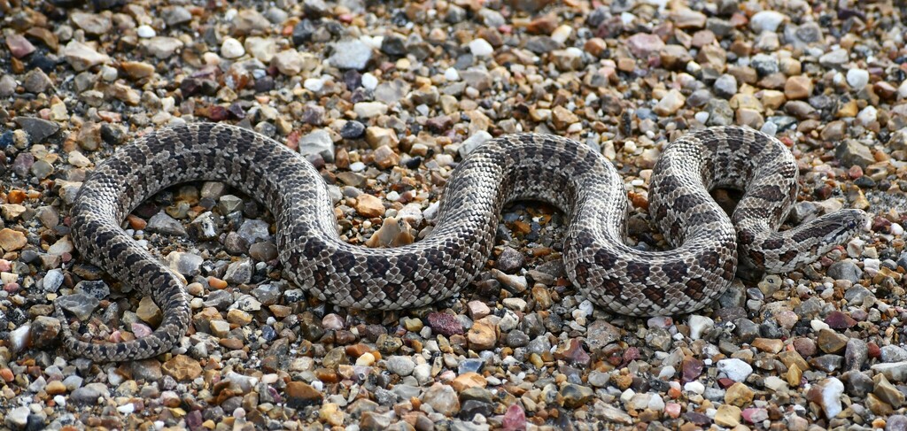 Prairie Kingsnake from Calhoun County, TX, USA on June 2, 2024 at 05:59 ...