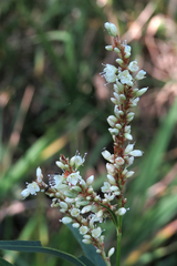 Persicaria acuminata