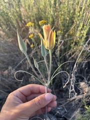 Calochortus concolor