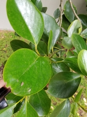 Griselinia
