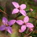 Boronia ledifolia - Photo (c) David Midgley,  זכויות יוצרים חלקיות (CC BY-NC-ND)