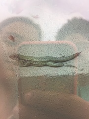 Leiocephalus carinatus
