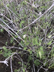 Lantana peduncularis
