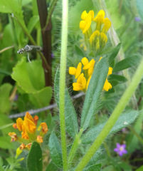 Anthyllis lotoides