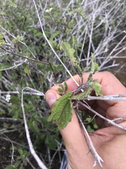 Lantana peduncularis