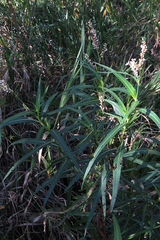 Persicaria acuminata