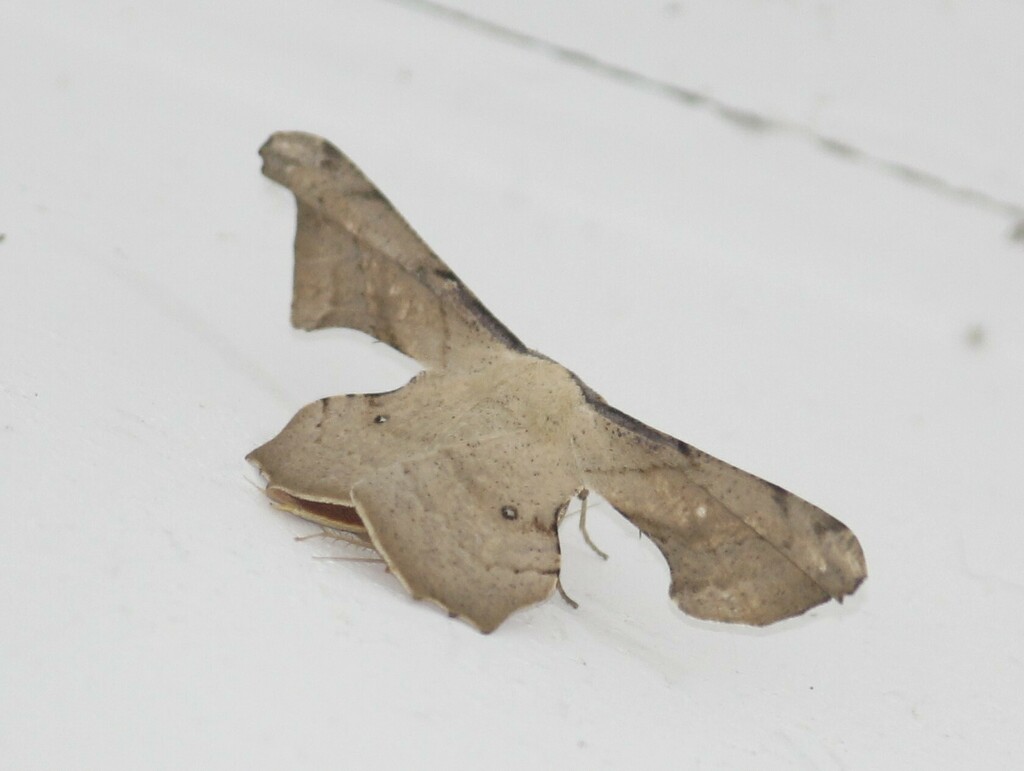 Gonodontis pallida (Gonodontis pallida)