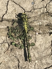 Gomphus pulchellus