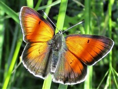 Lycaena candens