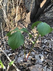 Trillium cernuum