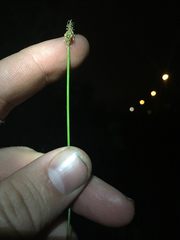 Eleocharis acicularis